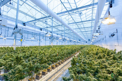 How LED Grow Lights Can Help You Succeed in the US Cannabis Industry